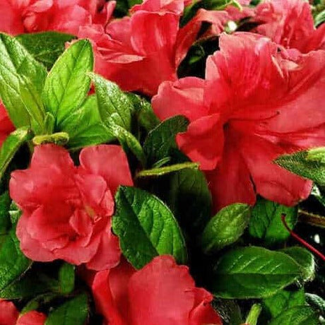 Autumn Monarch Encore Azalea Orange-Red Flowers with lush green foliage