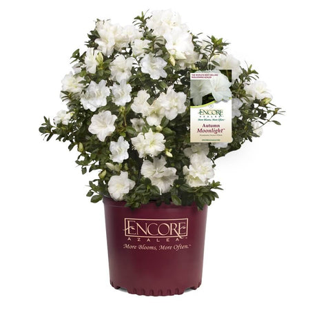 2 gallon Autumn Moonlight Encore for sale with bright white flowers in an Encore Azalea container