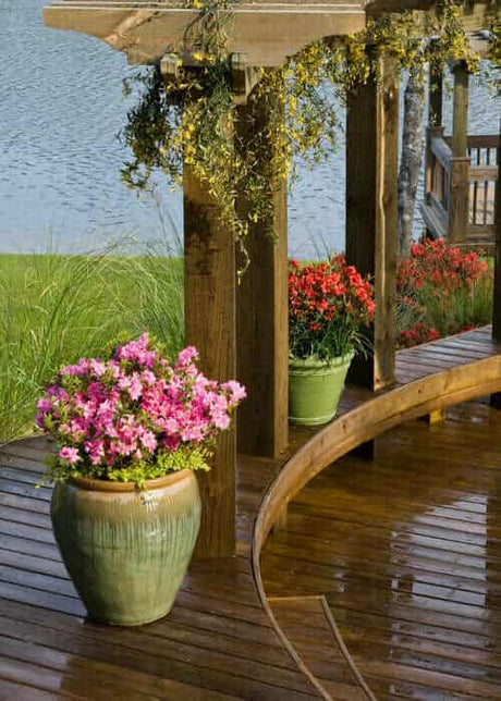 Autumn Carnation Encore Azalea- Pink re-blooming shrub order online