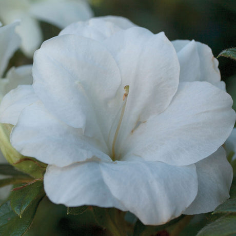 Close-up of a white flower of the Moonlight Encore Azalea with green leaves in the background