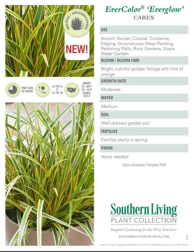 Product info sheet for everglow carex