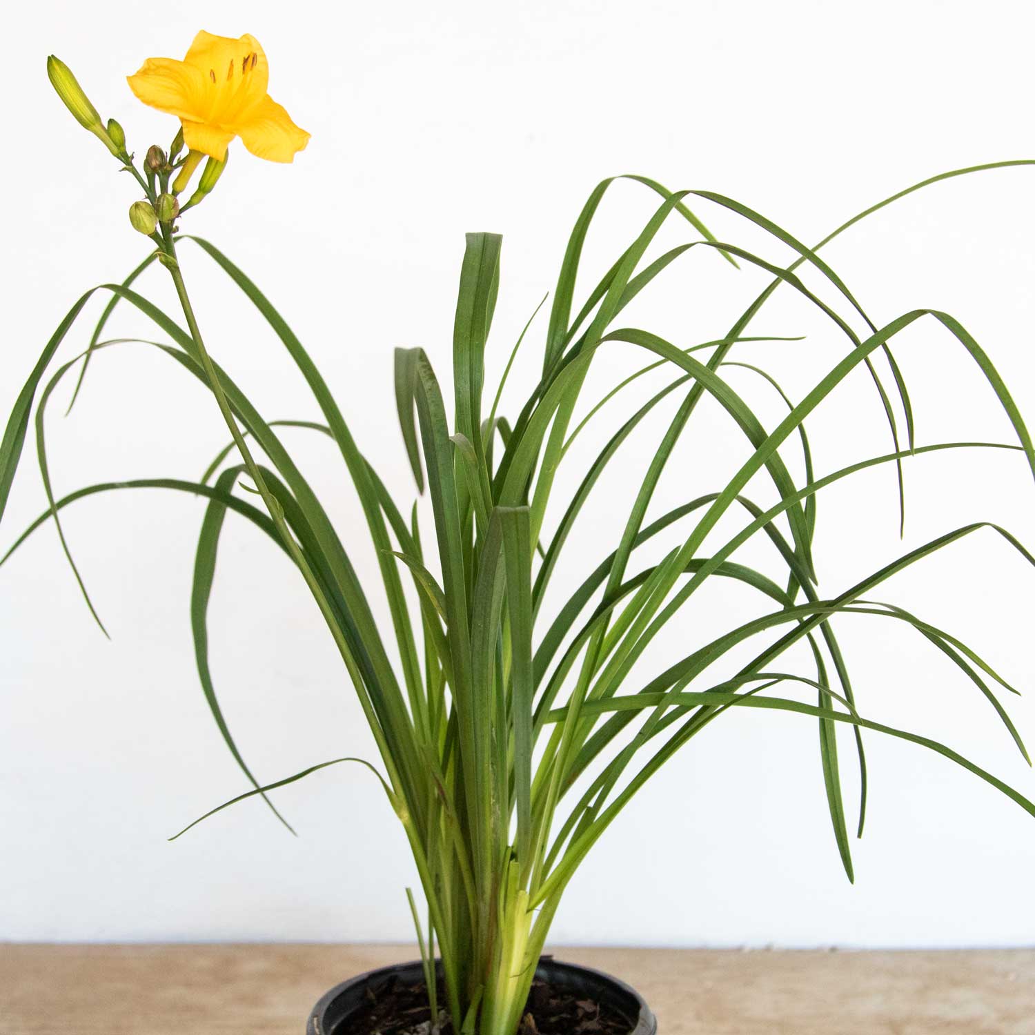 Evergreen Stella Daylily | Available Online PlantsbyMail.com