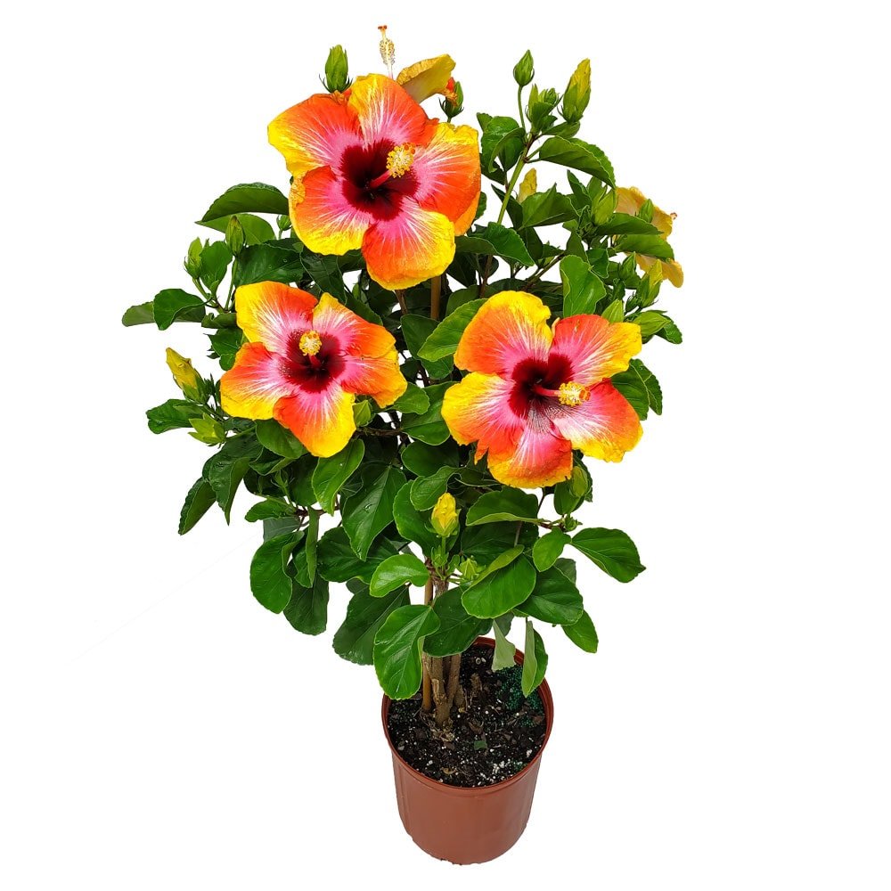 Fiesta Braided Hibiscus Tree