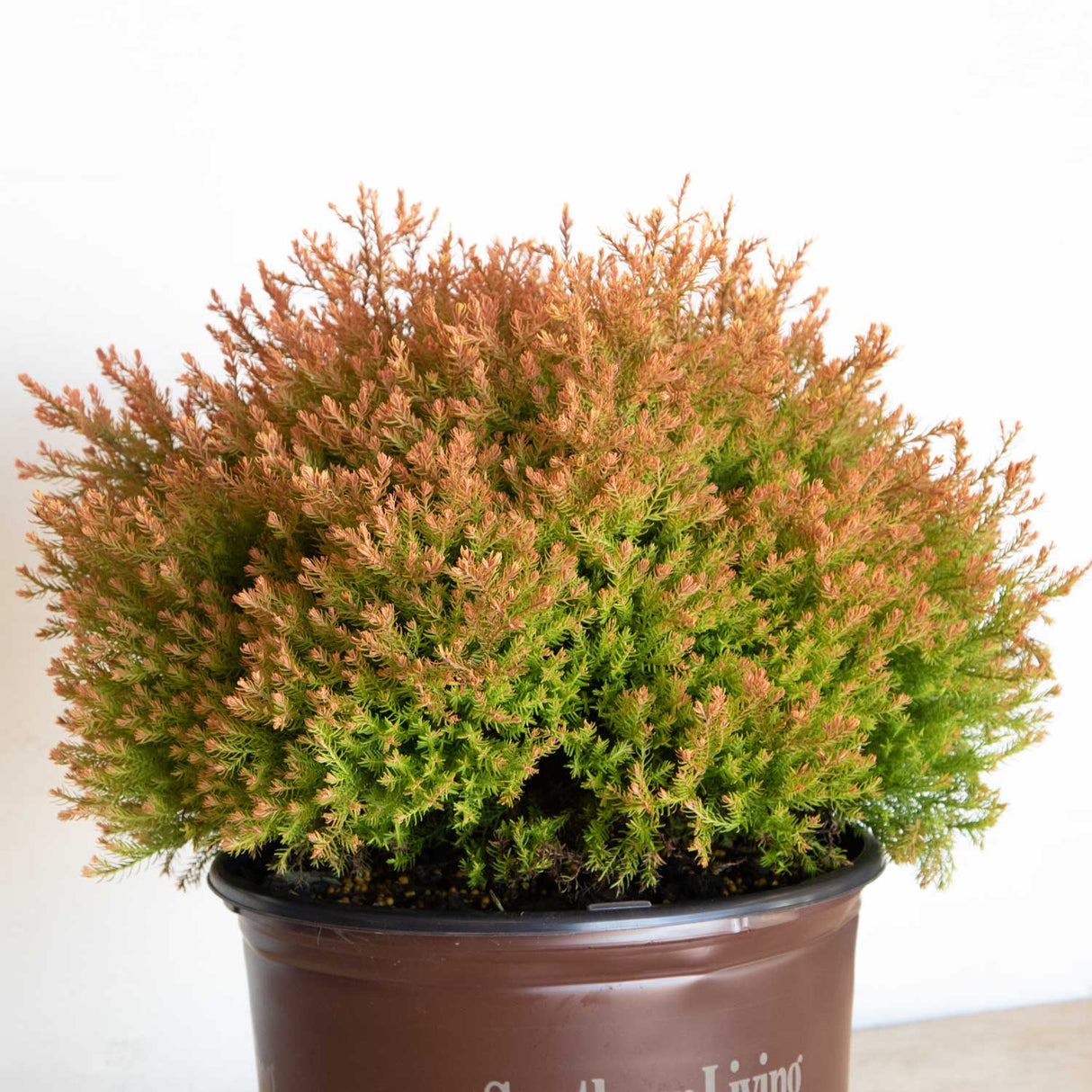 Fire Chief Arborvitae (Thuja)