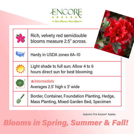 Encore Azalea Autumn Fire fact sheet