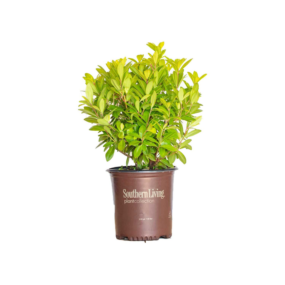 Florida Sunshine Illicium with bright golden evergreen foliage