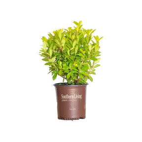 Florida Sunshine Illicium with bright golden evergreen foliage