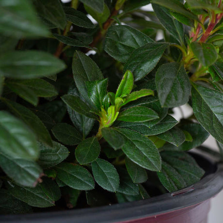 Encore Majesty Azalea's deep green foliage