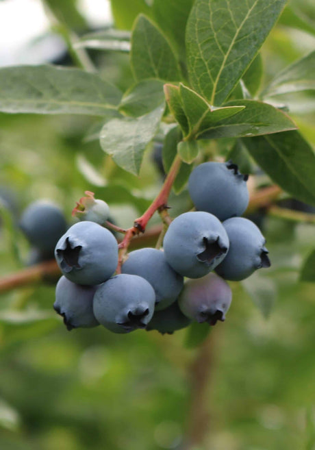 For Heaven's Sake Rabbiteye Blueberry