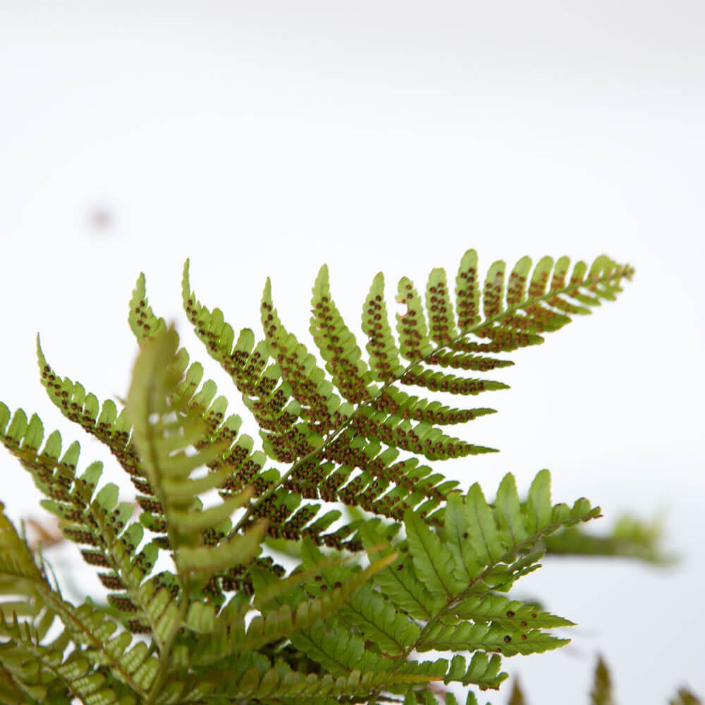 Autumn Fern (Pot size: 2.5 Quart)
