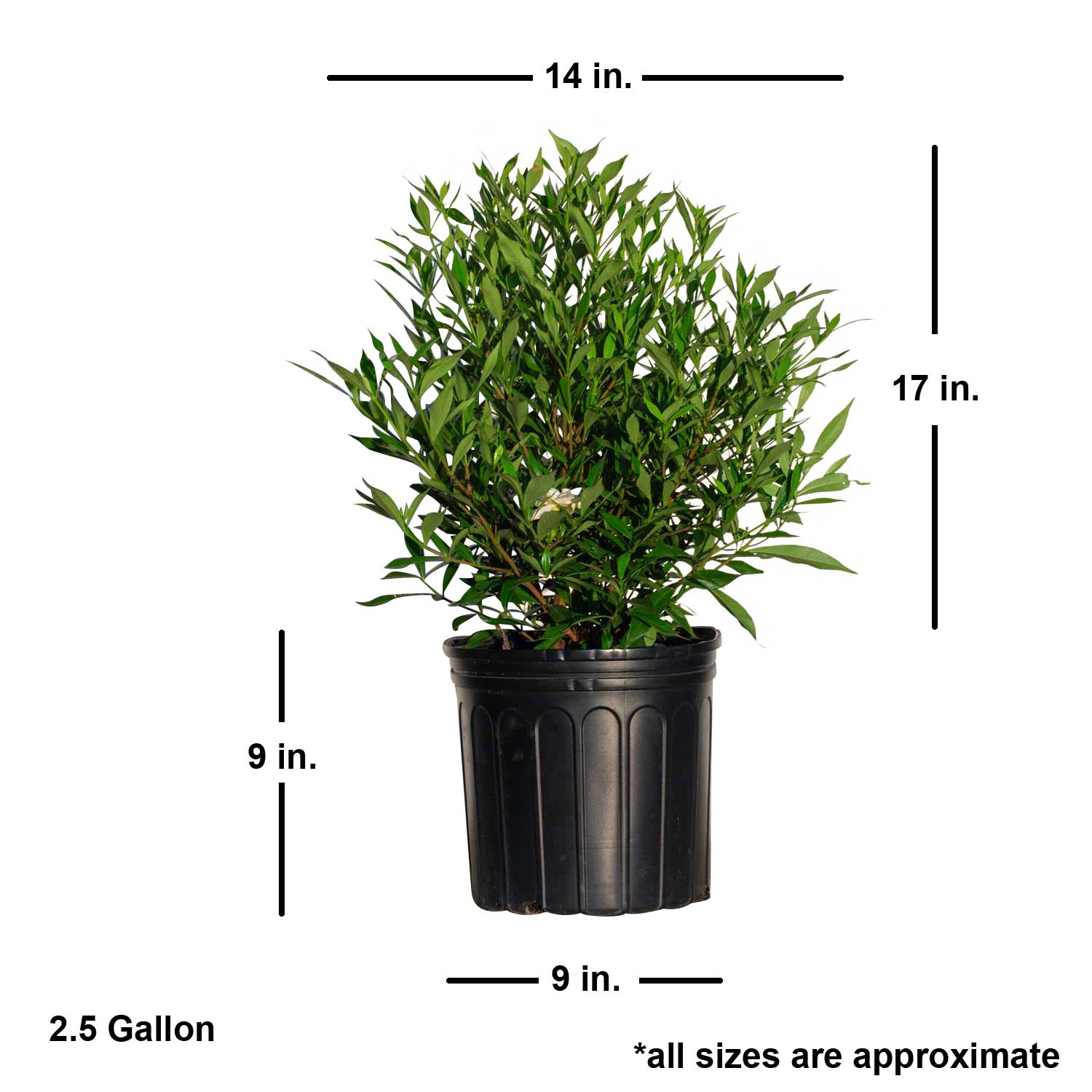 Frost Proof Gardenia - Thumbnail 2