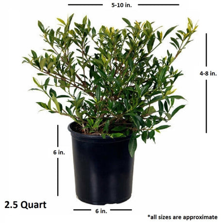 Potted gardenia radicans plant with size dimensions indicated on a white background