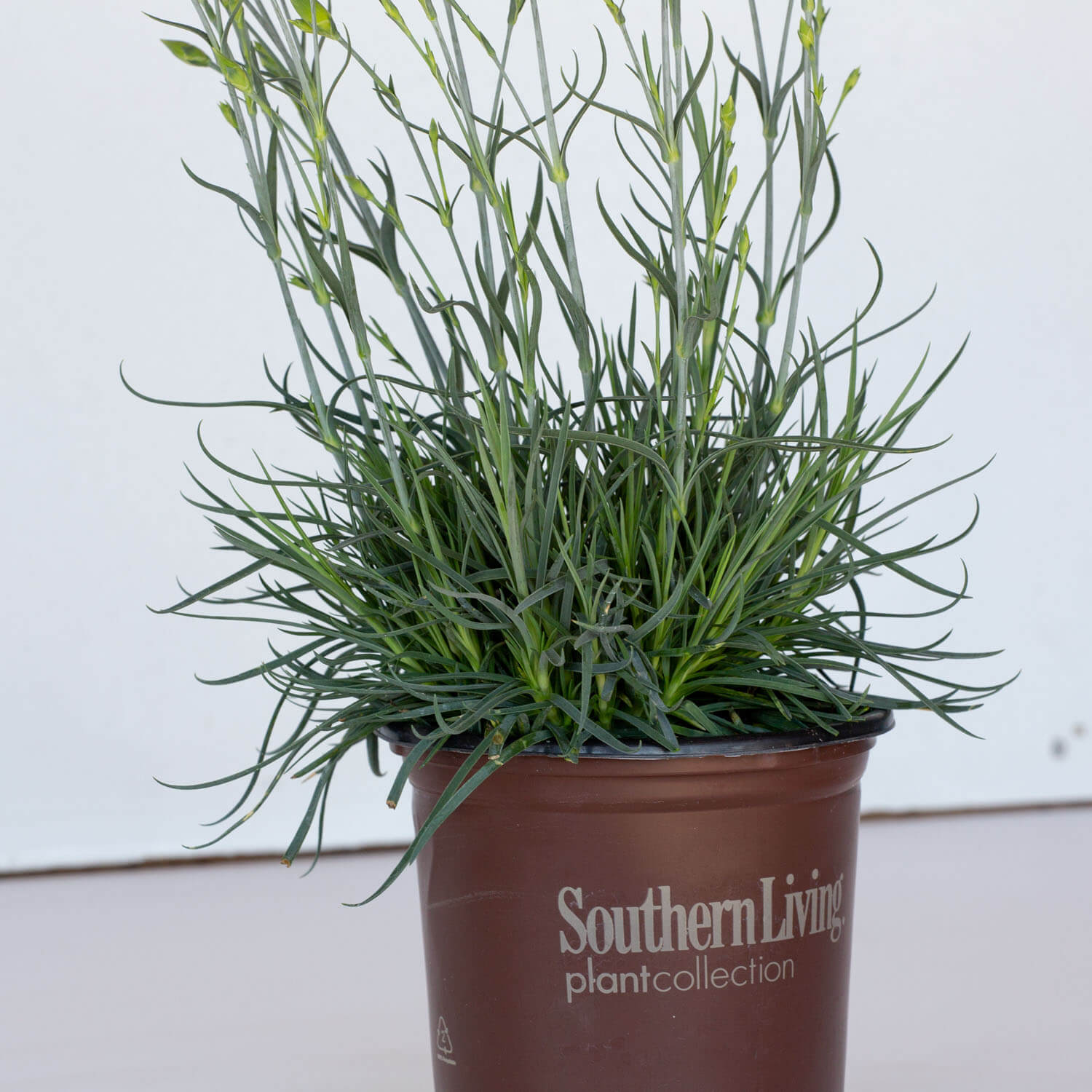 American Pie Georgia Peach Dianthus - Thumbnail 3