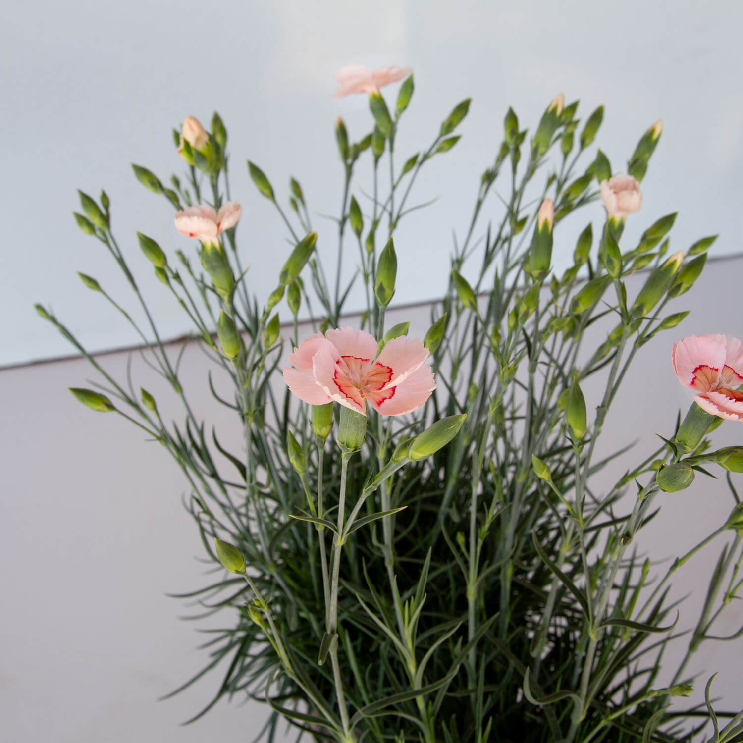 American Pie Georgia Peach Dianthus - Thumbnail 2