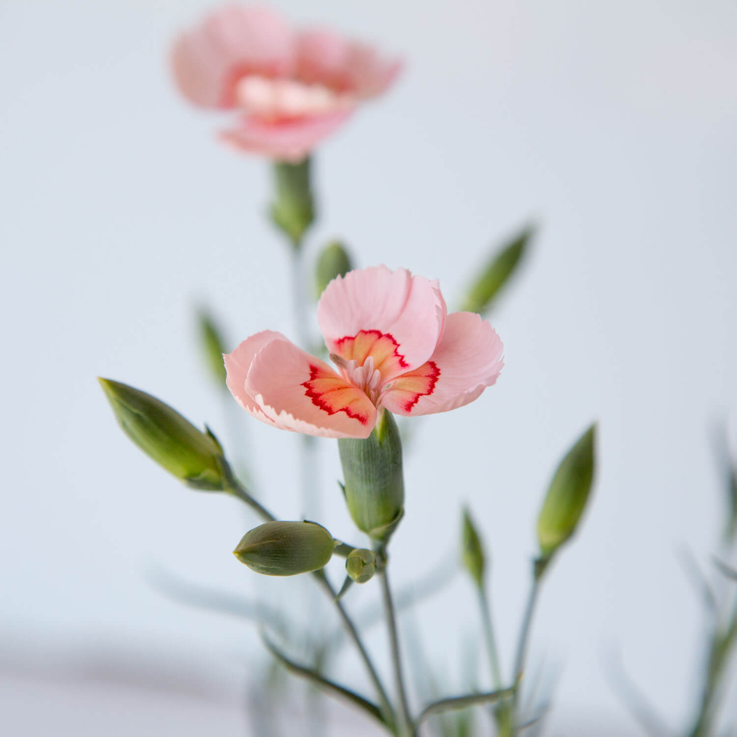 American Pie Georgia Peach Dianthus