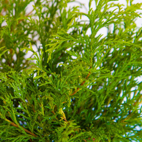 Gold Mop Chamaecyparis green foliage with thin light brown stems