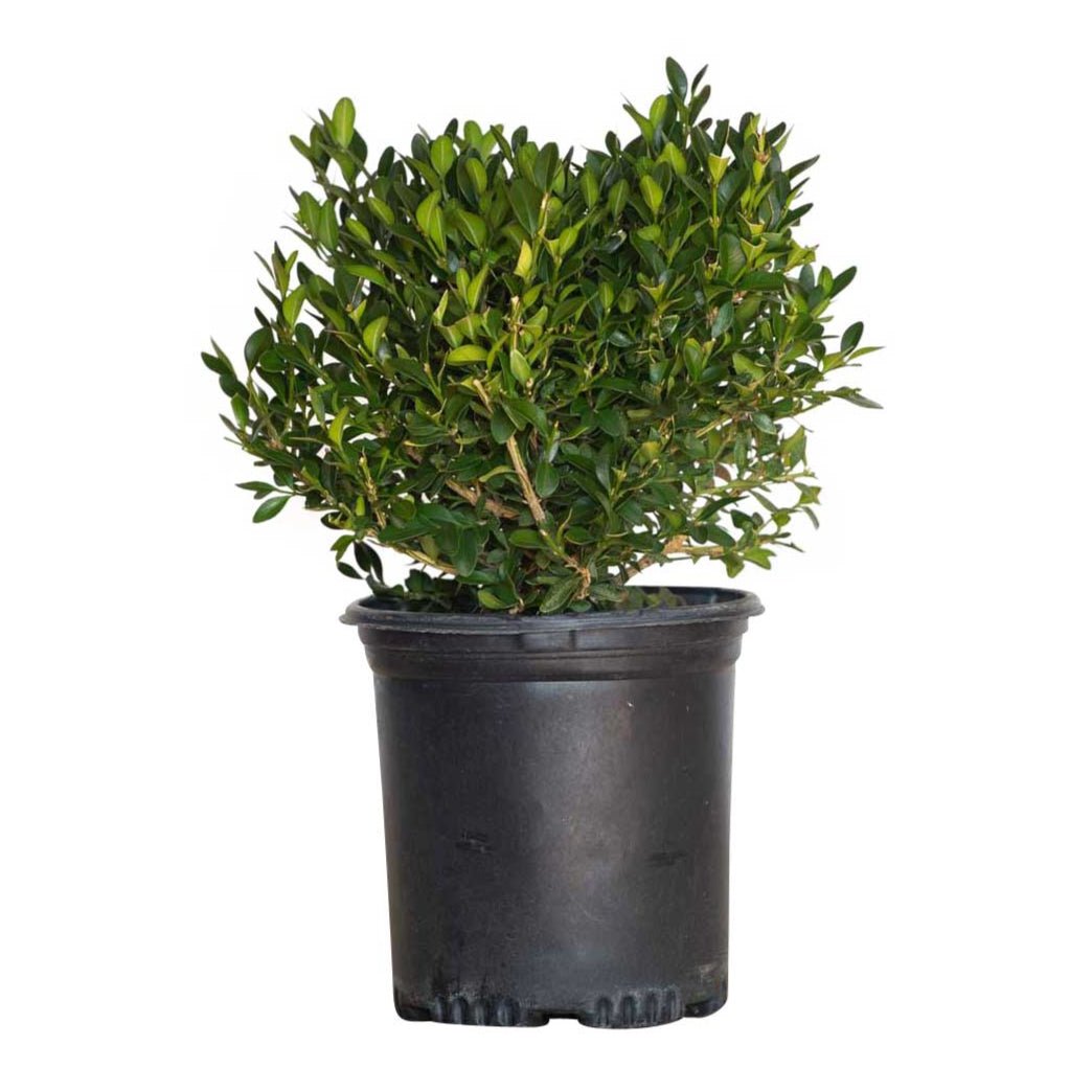 Green Velvet Boxwood