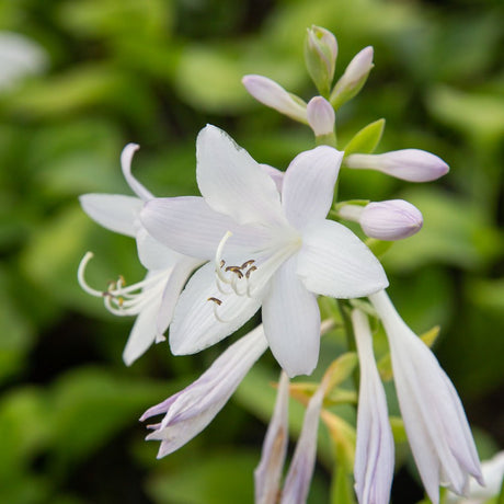 white blooming guacamole hosta flower for sale