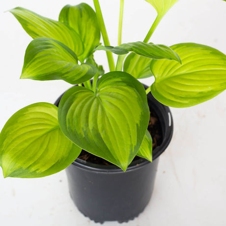 Guacamole Hosta plant with bright green leaves. This green hosta flowers in late spring