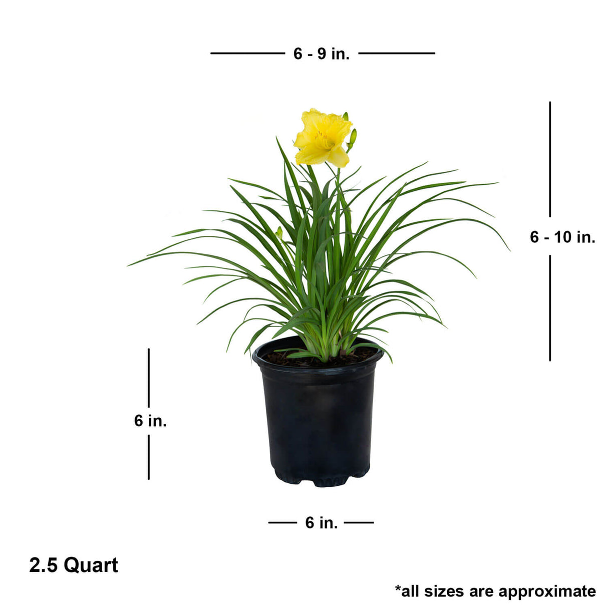 Happy Returns Daylily (Pot Size: 2.5 Quart)