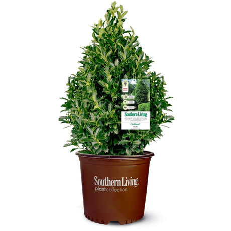 Potted Oakland Holly plant with a Southern Living label on a white background