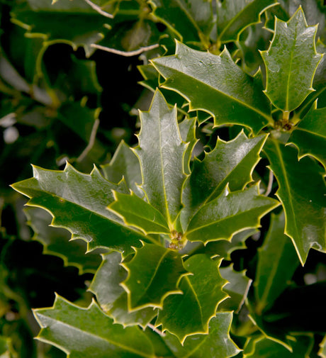 Close-up of green leaves of the Oakland Holly Shrub with a blurred background