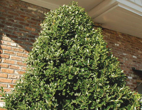 Green Oakland Holly bush against a brick wall