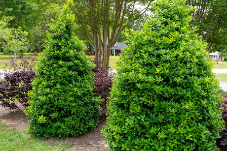 Two well-maintained conical Oakland Holly shrubs in a garden setting with trees and grass in the background.
