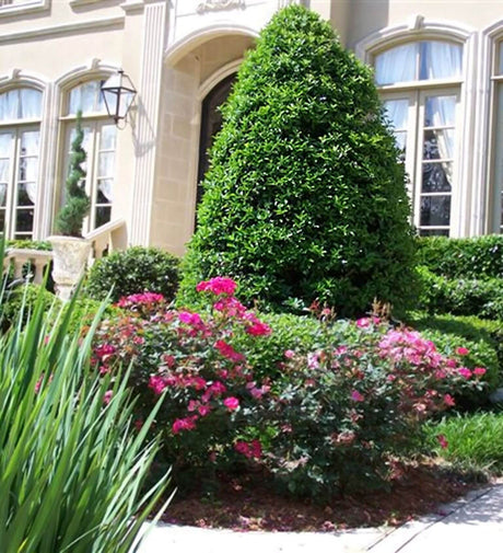 Formal Garden with pink flowers and green shrubs in front of a building featuring a mature Oakland Holly Shrub