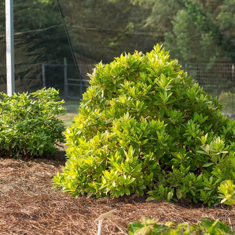 First Editions Plants | Order Online  Plants by Mail