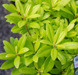 yellow leaves on Florida Sunshine illicium parviflorum from Southern Living Plant Collection 