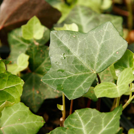 English Ivy liners foliage