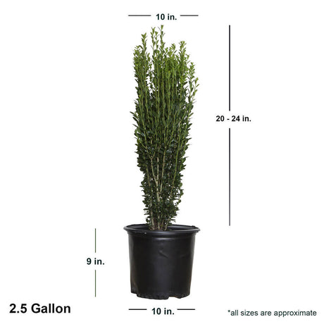 2.5 gallon sky pencil holly height shipped for sale online. Ships at approx 20-24 inches tall by 10 inches wide