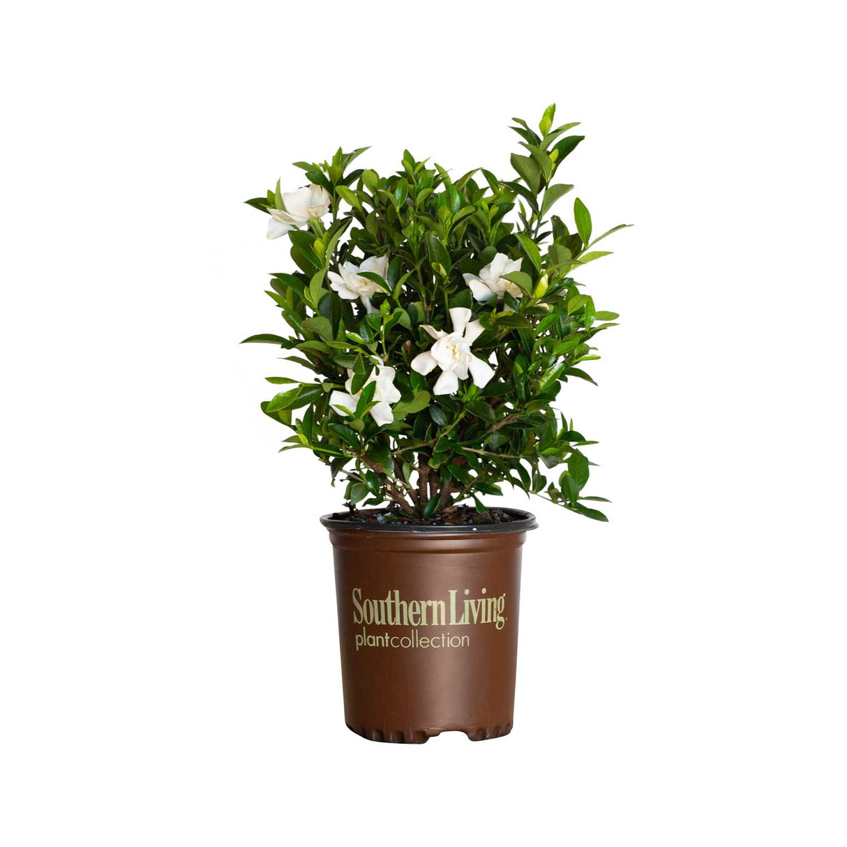 gardenia house plant for sale Jubilation Gardenia – Fragrant White Gardenia Bush – Plants by Mail