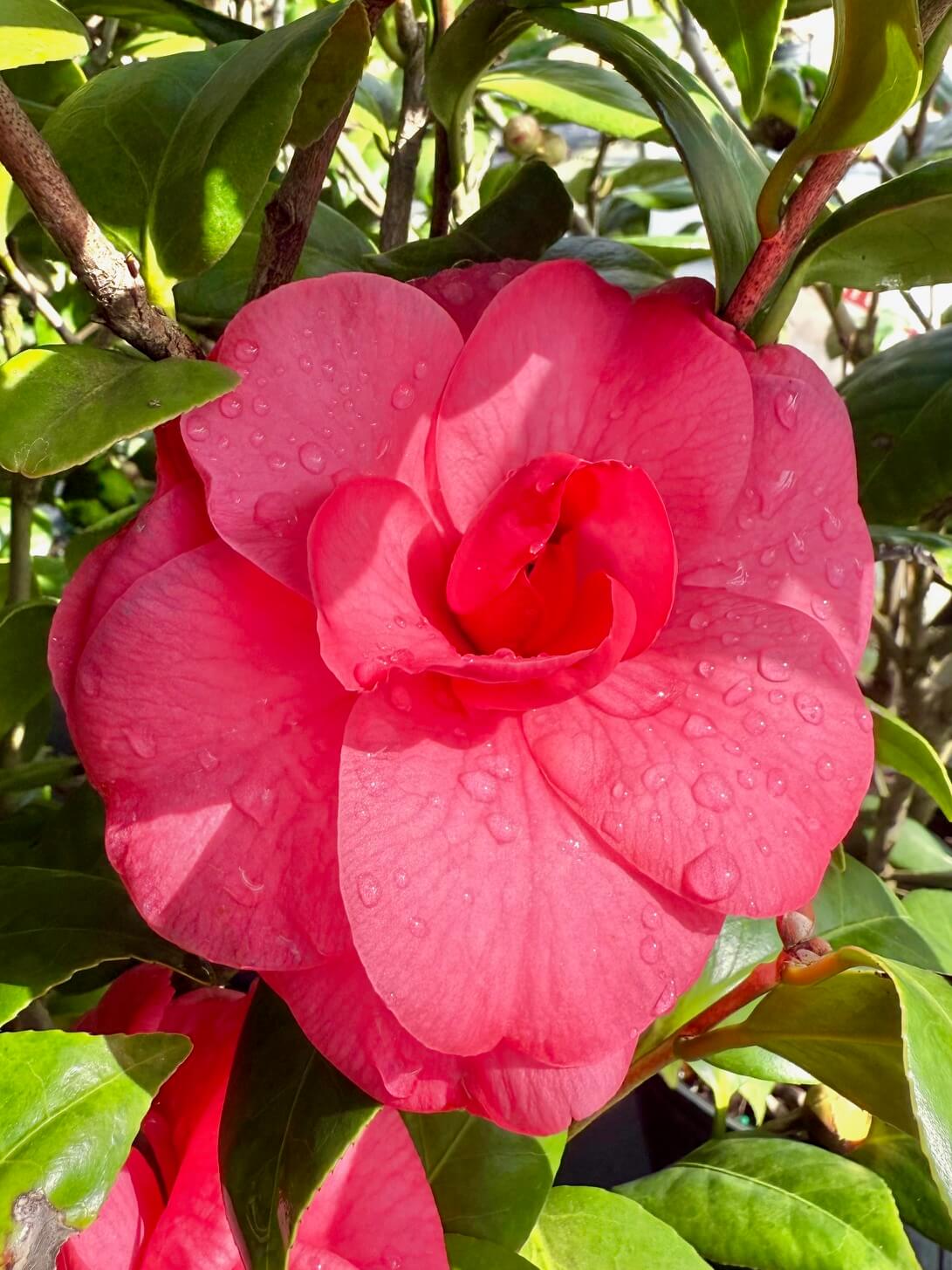 Kramer's Supreme Camellia Japonica