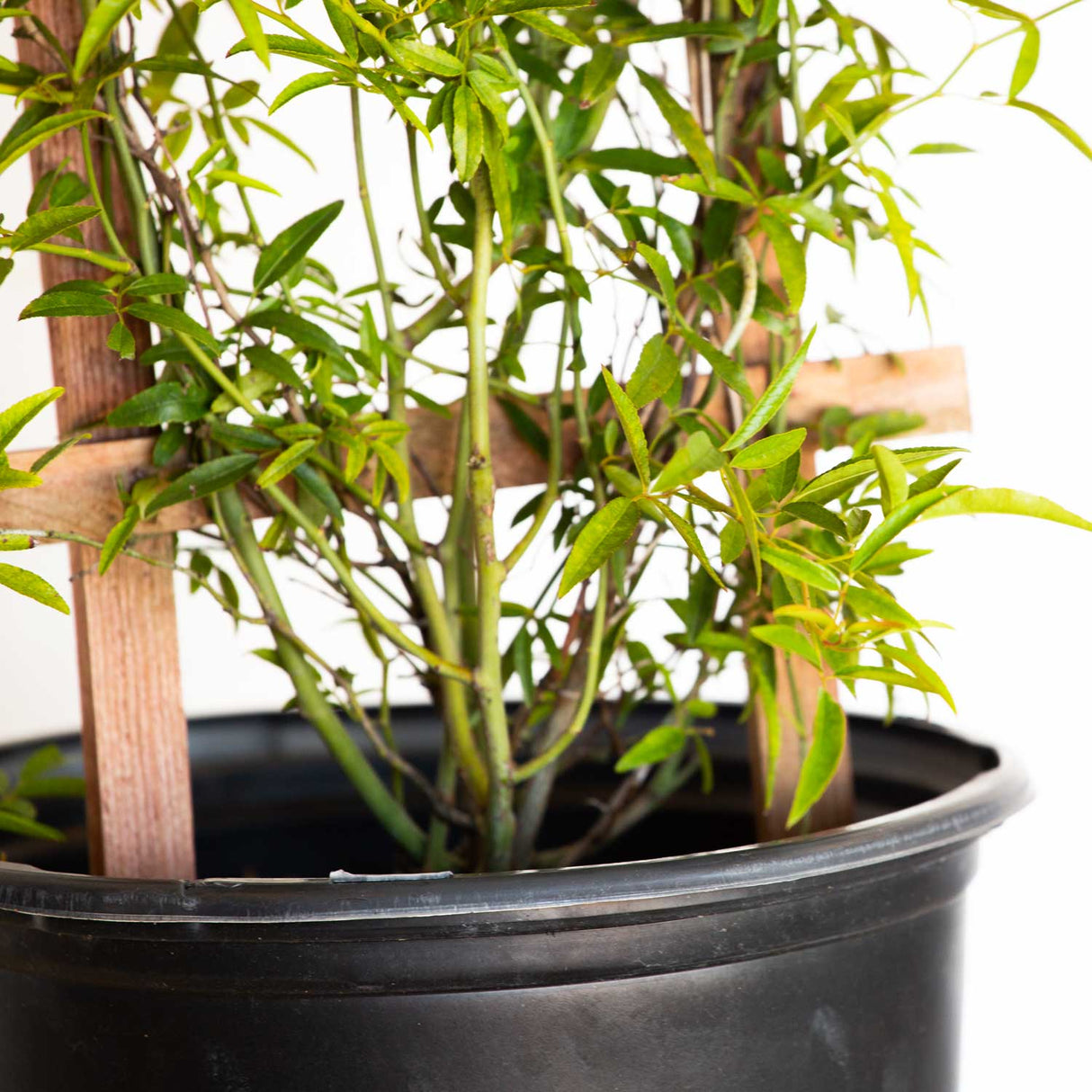 Yellow Lady Banks Rose