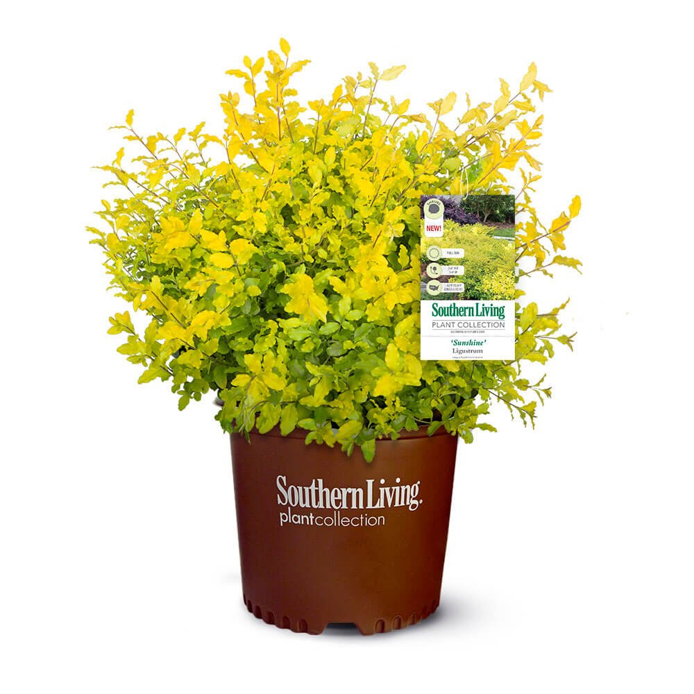 ligustrum sinense sunshine Sunshine Ligustrum 2.5 Qt