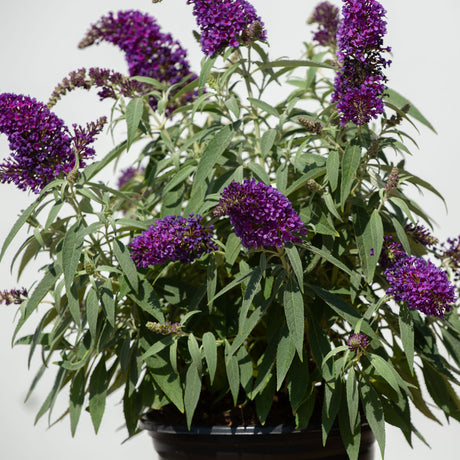 buddleia butterfly bush shrub for sale