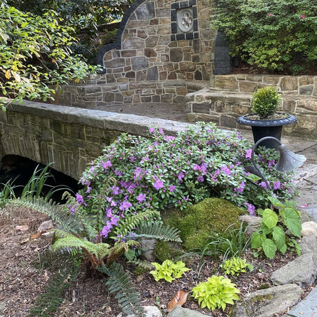 Garden scene with stone wall, plants, and a small pond featurein Encore Azalea Autumn Lilac with purple flowers