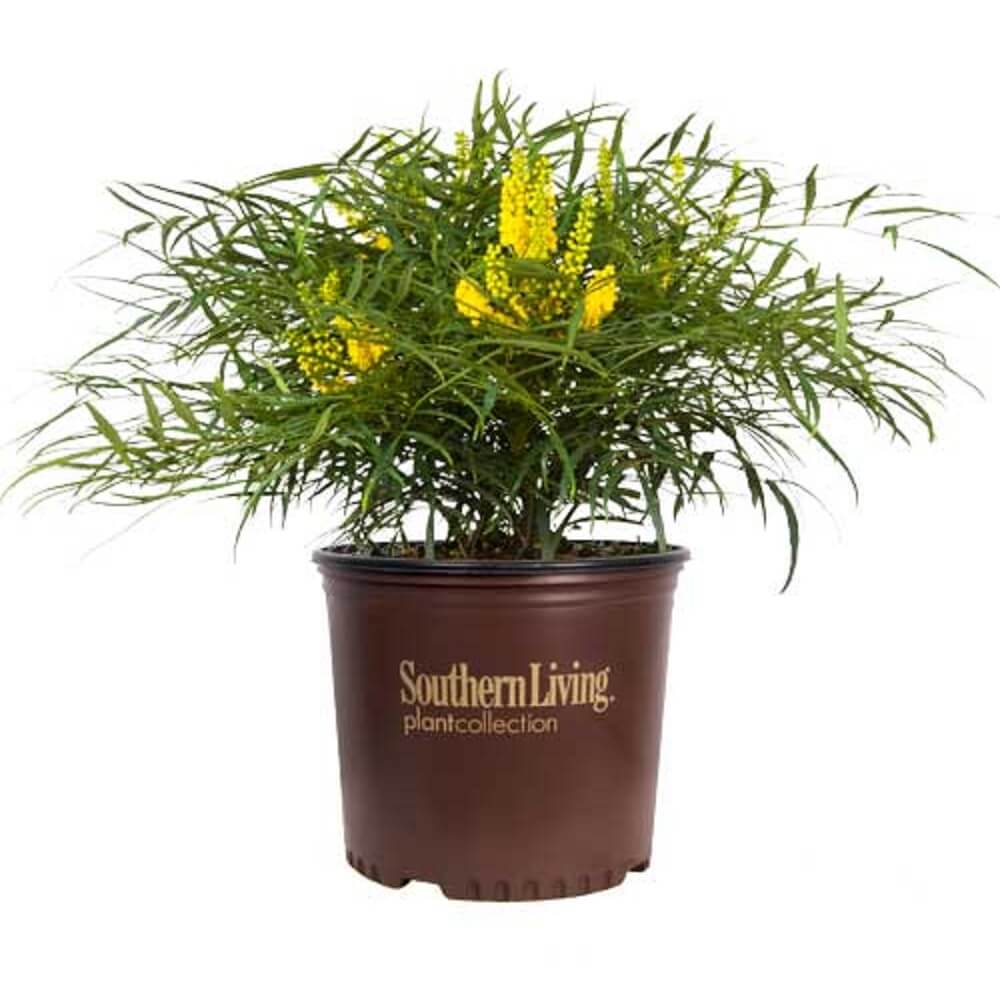 Soft Caress Mahonia
