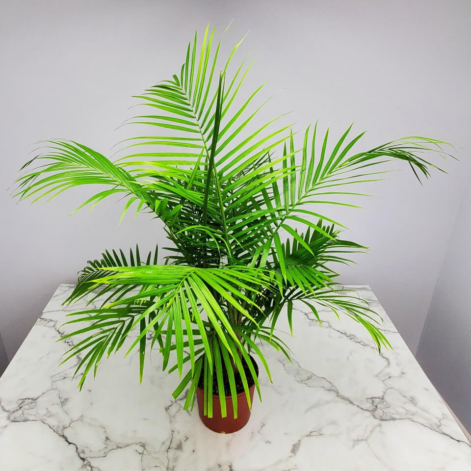 palm meadow plant Majesty Palm Shrub - Tropical Indoor Palm