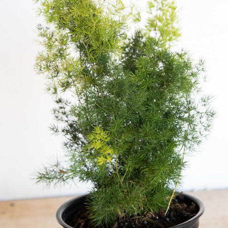 Soft appearing Ming fern growth with several hues of green
