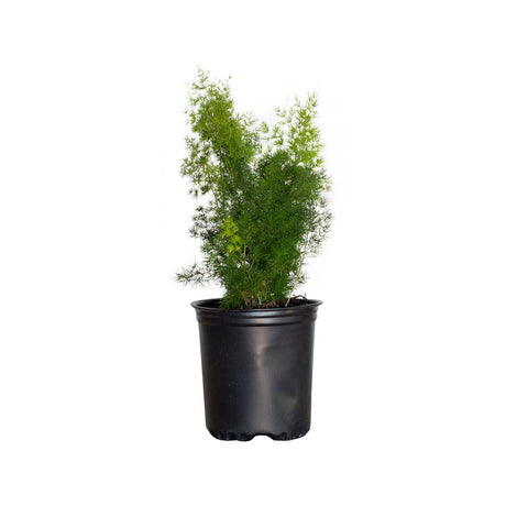 dark green foliage in front of lighter ming asparagus