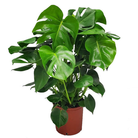 3 gallon monstera deliciosa plant for sale with swiss cheese leaves in a brown nursery pot on a white background