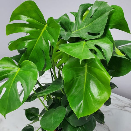 monstera deliciosa plant closeup of leaves with large swiss cheese like foliage
