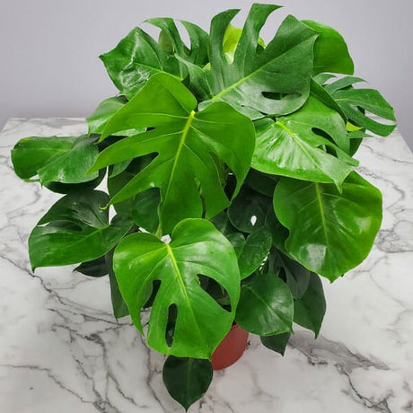 Top view of dense 3 gallon monstera plant deliciosa foliage