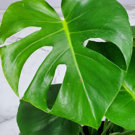 Closeup of single monstera plant leaf