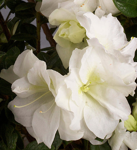 Close-up of white flowers with green leaves of the Encore Azalea Autumn Moonlight