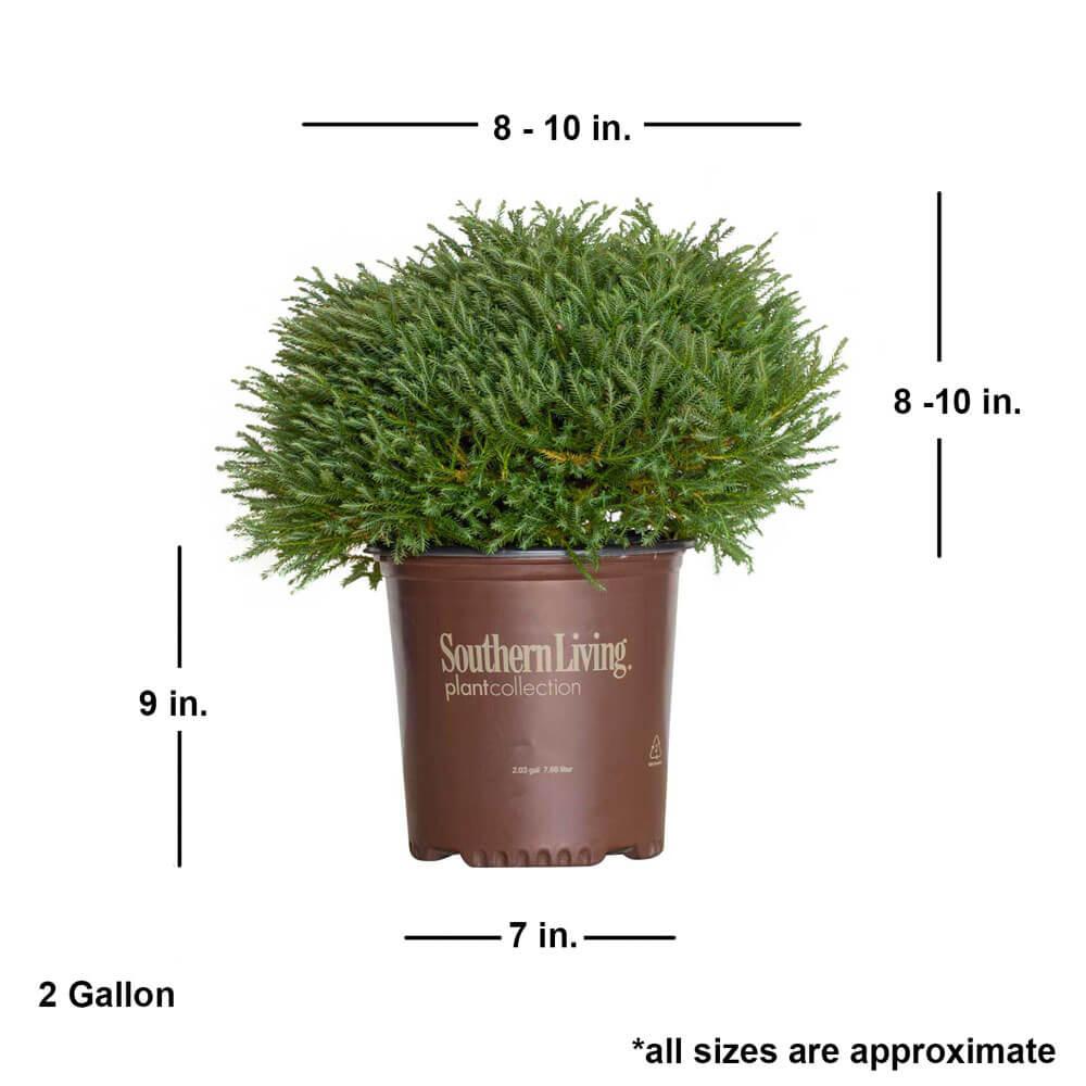 Pancake Arborvitae | Available Online – Plants by Mail