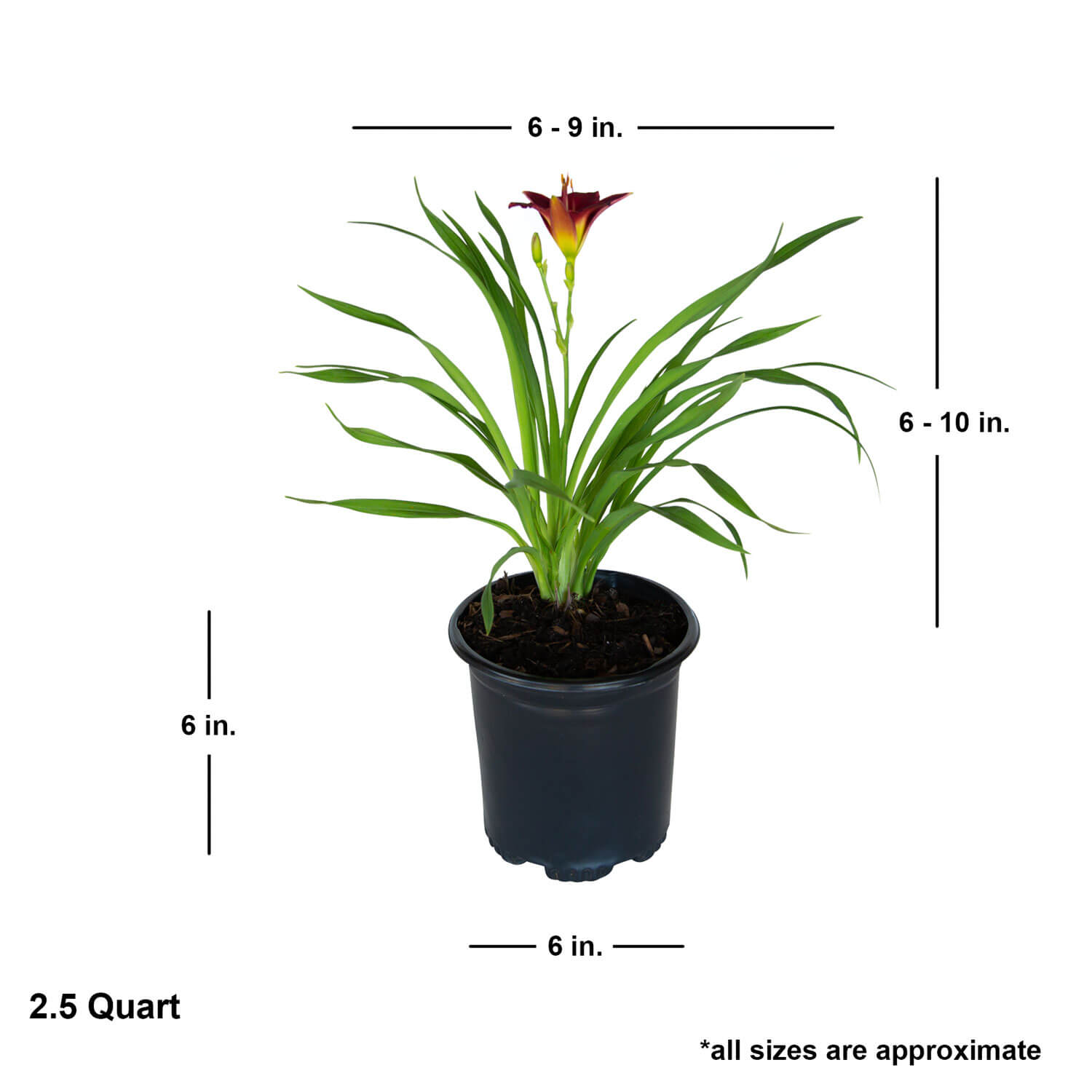 Pardon Me Daylily | Available Online – Plants by Mail